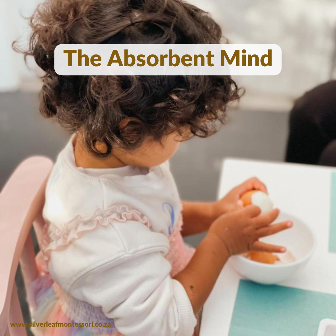 The Absorbent Mind - Silver Leaf Montessori